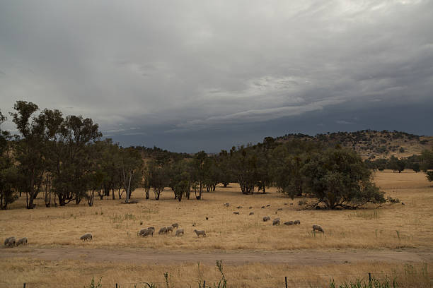 Grazing sheep on dry land A photograph of some sheep on a very dry drought affected Australian farm. There are some grey rain clouds in the sky which look promising and could provide some much needed rain to end the drought. The most recent widespread drought to effect the country occurred between the years 2003 to 2012. Nonetheless, many regions of Australia are still in drought and rainfall records have showed a marked decrease in precipitation levels since 1994. cowra stock pictures, royalty-free photos & images