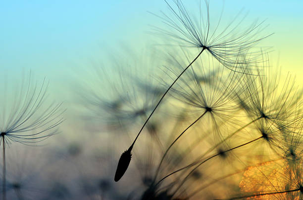 istock Golden sunset and dandelion, meditative zen background 527480109