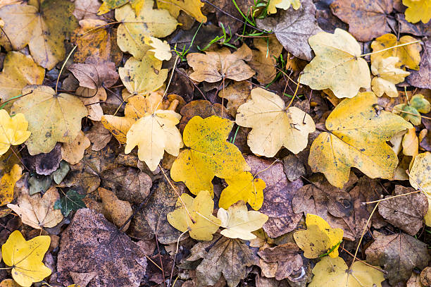 istock Carpet of autumn leaves 527481057