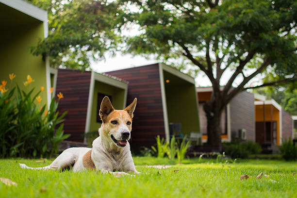 istock Dog in Garden 527481331