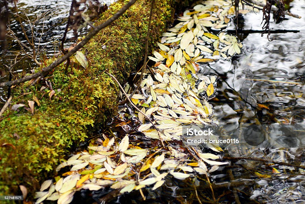 Jiuzhaigou Jiuzhaigou is a nature reserve and national park located in the north of Sichuan, China. Autumn Stock Photo
