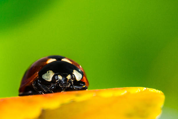 ladybug on yellow autumn leaves stock photo