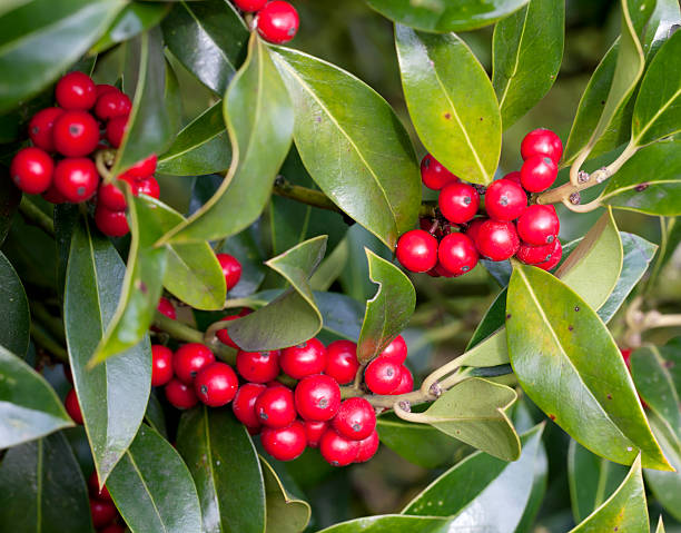 istock Red Berries of Holly (Ilex aquifolium) 527482597