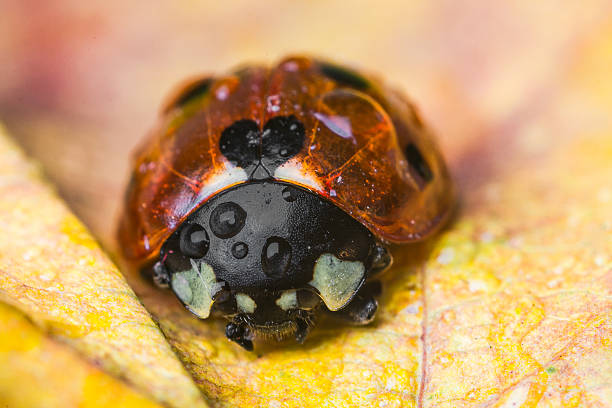 ladybug on yellow autumn leaves stock photo
