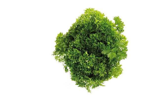 istock Parsley Petroselinum crispum, close-up 527483433