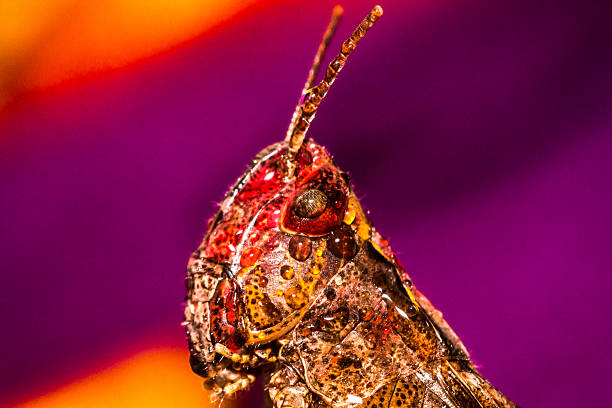 grasshopper on a multicolored background stock photo