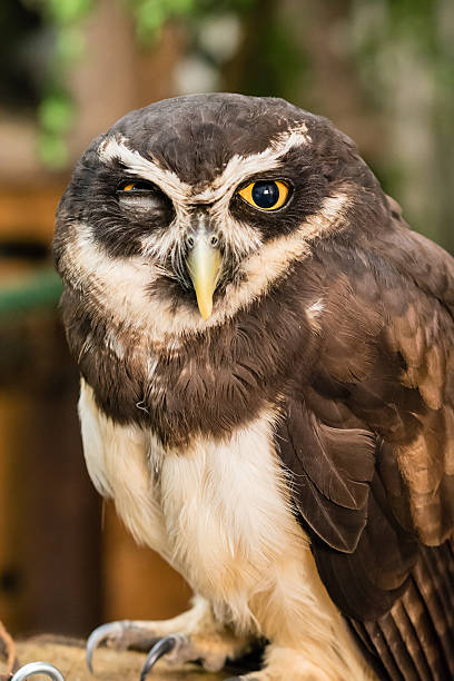 Spectacled owl Greal eagle owl portrait spectacled owls (pulsatrix perspicillata) stock pictures, royalty-free photos & images