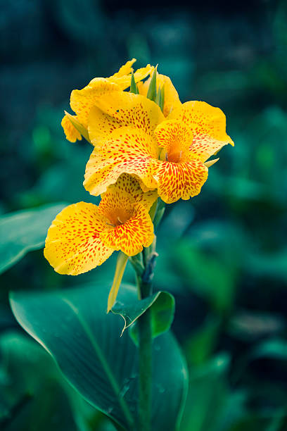 Yellow Canna Lily Flower. Shallow depth of field, toned image