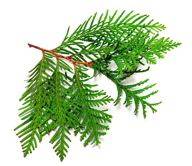 istock Twig of thuja 527490469