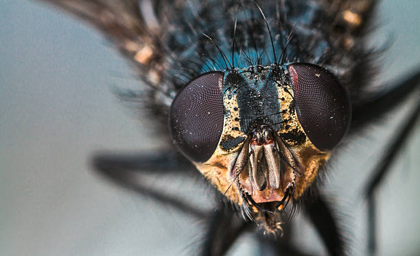 macro fly portrait stock photo