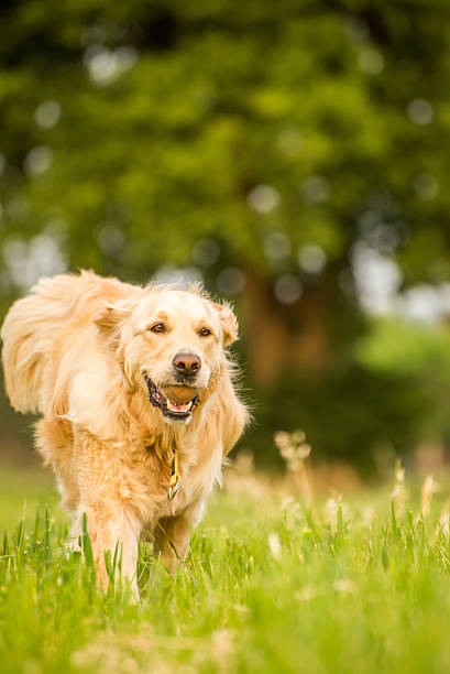 istock Dog with Tennis Ball 527492495