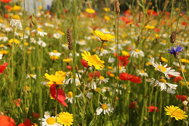 istock Wild flowers in meadow 527492671