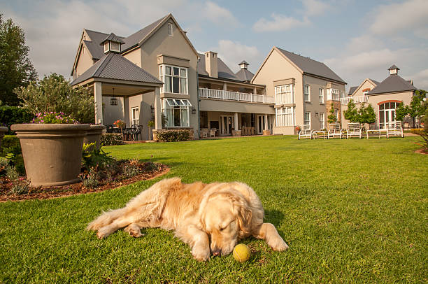 istock Golden Retriever Relaxing 527492873