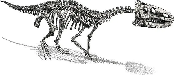 Vector illustration of Dinosaur Skeleton