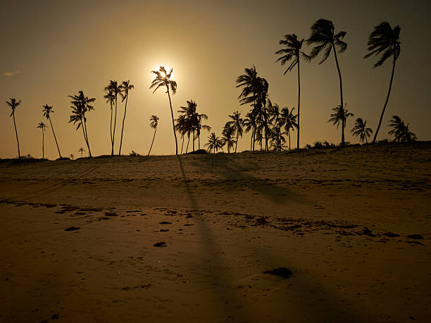 istock Tropical beach sunset with palm trees 527493167