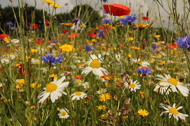 istock Wild British flowers in field 527493333
