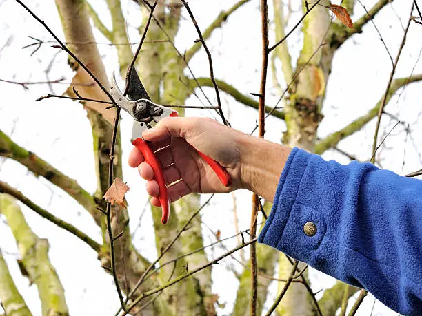 Male hands use a traditional hedge trimmer to trim the branches of a birch tree.