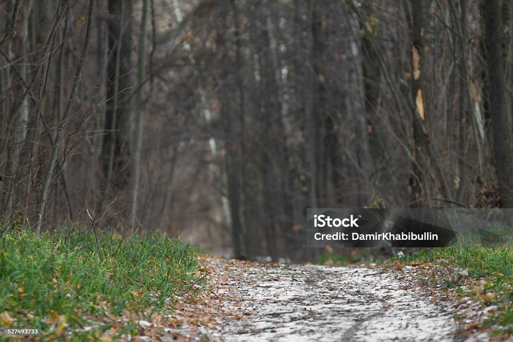 Forest road with first frost Forest road with first frost in December Autumn Stock Photo