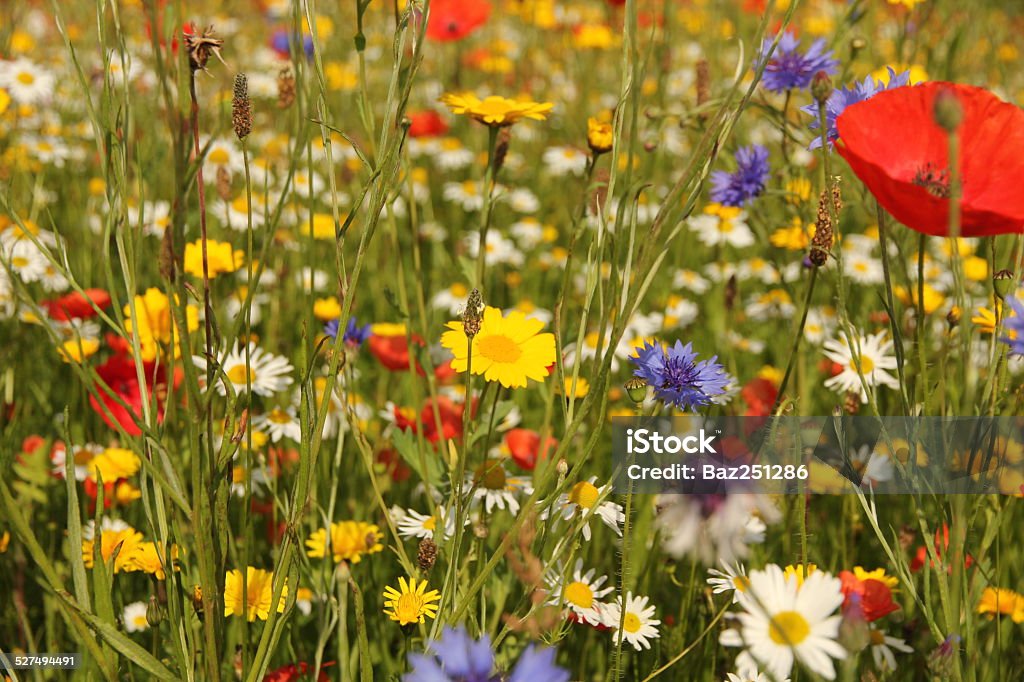 Wild flowers in meadow Close up of wild British flowers in field of grass including poppy, cornflower and daisy blooms Wildflower Stock Photo