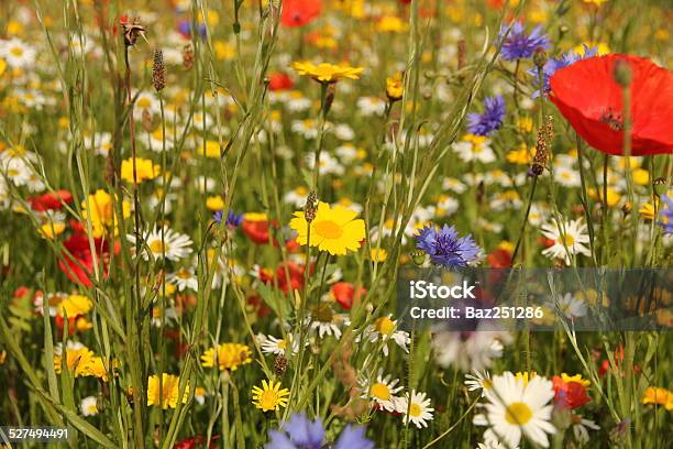 Wild Flowers In Meadow Stock Photo - Download Image Now - Wildflower, Meadow, UK