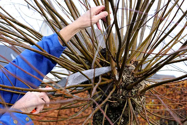 Male hands use a small crosscut saw to trim the branches of a willow tree