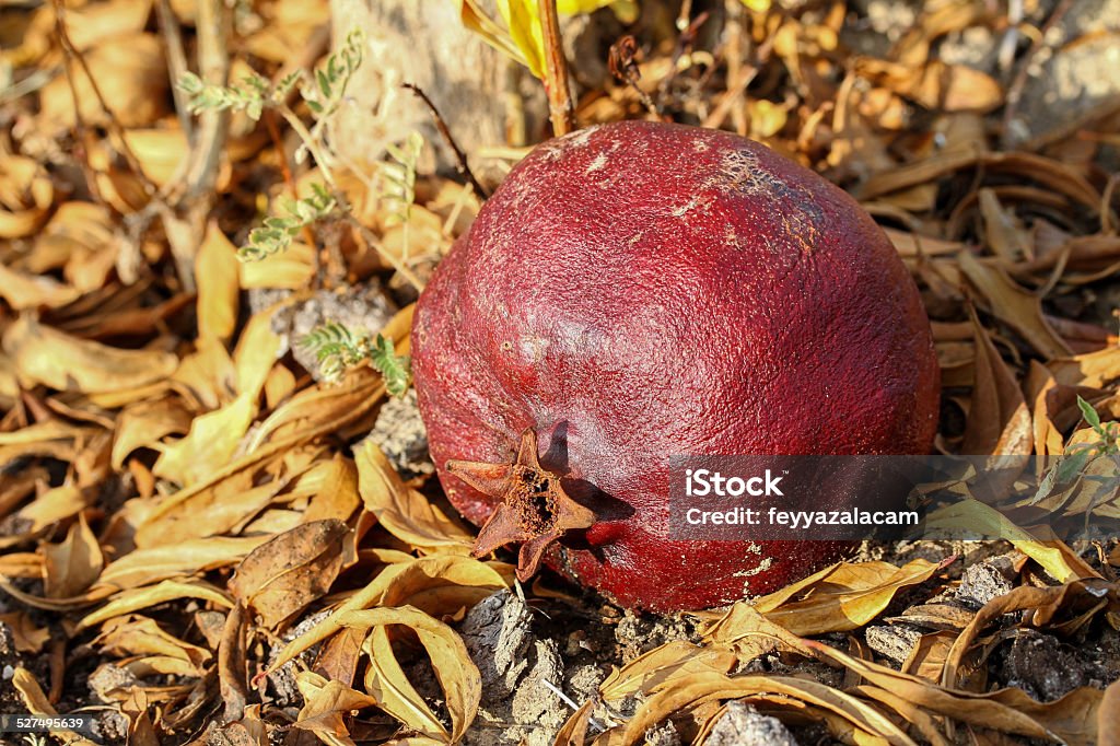 Old times on earth Old Pomegranate Pomegranate Stock Photo