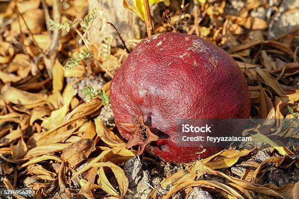 Old Times On Earth Stock Photo - Download Image Now - Pomegranate, Old, Rotting