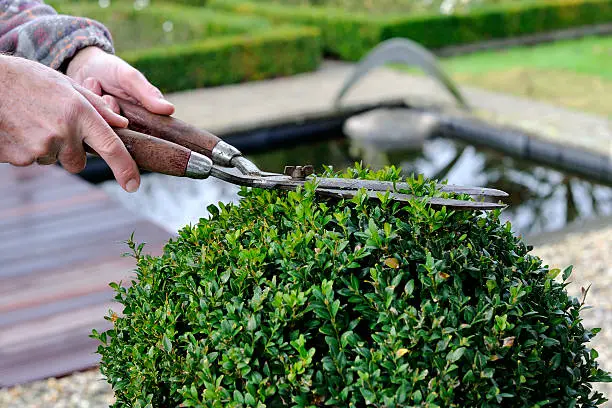 Male hands use a traditional hedge trimmer to trim the leaves of a buxus or boxwood plant.