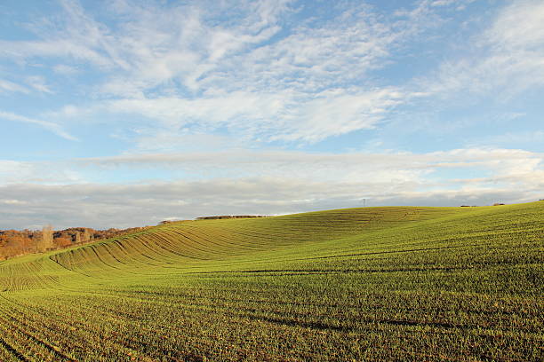 istock Field of wheat in sunlight with blue sky 527497223