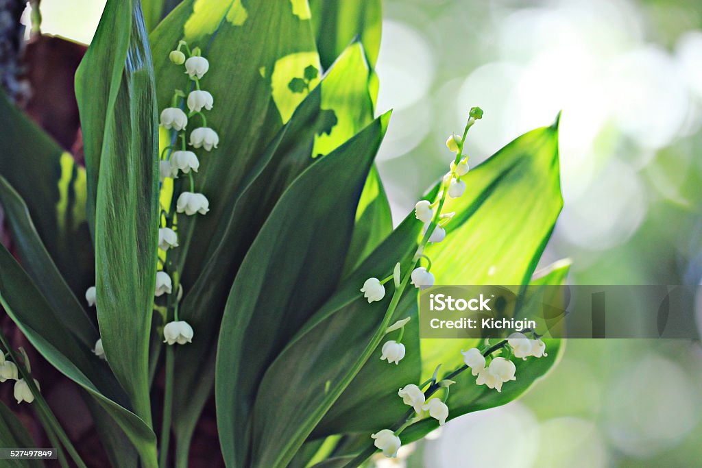 Lily of the valley Backgrounds Stock Photo