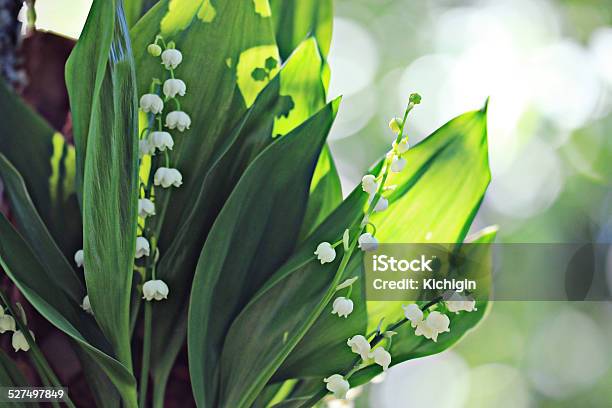 Lily Of The Valley Stock Photo - Download Image Now - Backgrounds, Beauty, Beauty In Nature