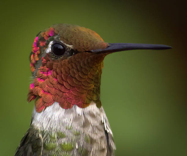 istock Hummingbird Portrait 527512157
