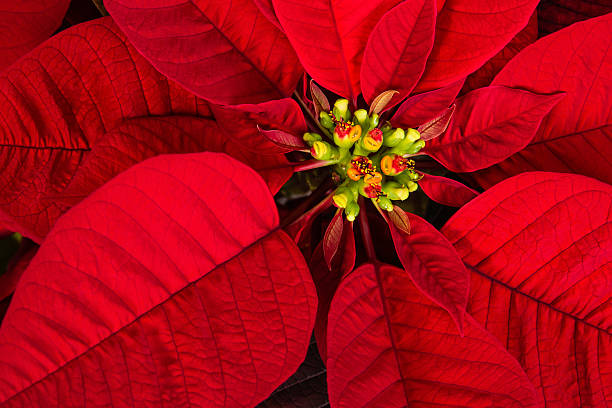 istock Red poinsettia flower (Euphorbia pulcherrima) closeup 527512771