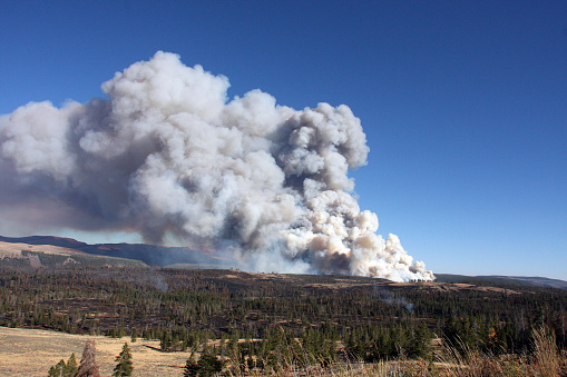 Forest fire in Yellowstone National Park Montana,large smoke.