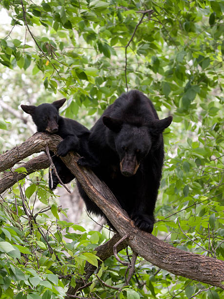 istock Mother Bear and cub Sleeping in a Tree 527513025