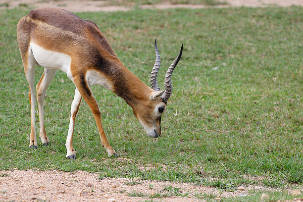 istock Thomson's gazelle eat grass 527513337