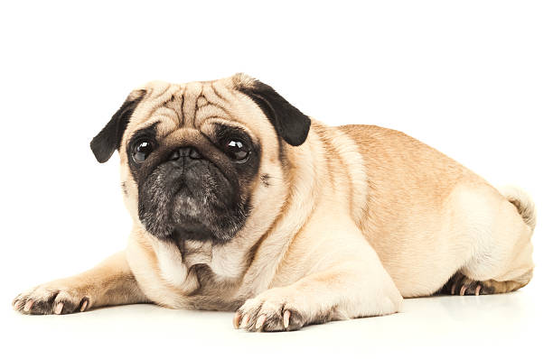 istock emotional Pug Close-up 527514161
