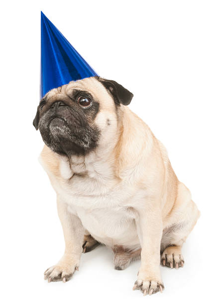 istock emotional pug in a festive hat 527514169