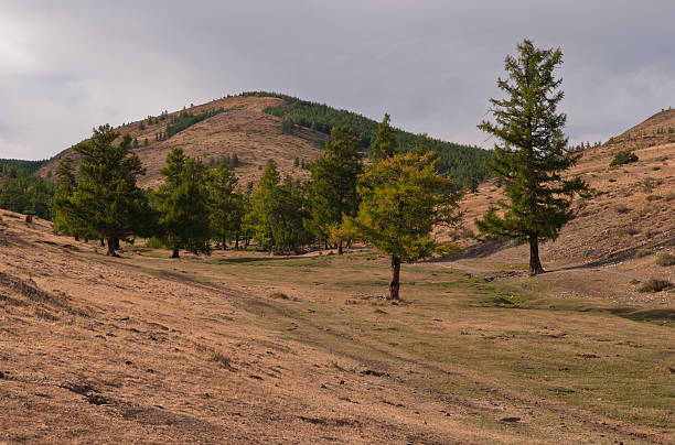 istock on the way to the wood 527515067