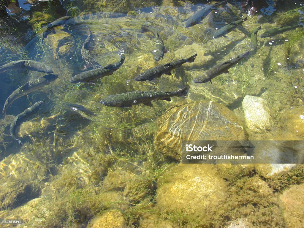 Pesca de trucha - Foto de stock de Cebo libre de derechos