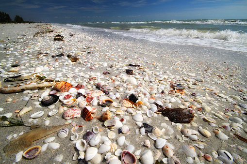 Abundant shells lay on the beach on Sanibel Island, Florida, on the Gulf of Mexico.  This is one of the best shelling places.  It was taken with a wide angle lens very close to the ground.