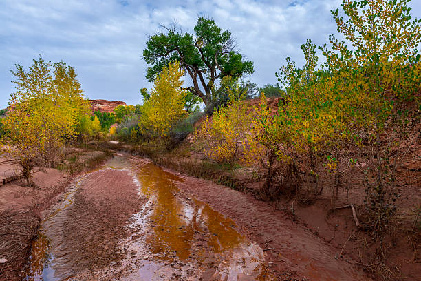 istock Beautiful Autumn Trees Utah Canyonlands Fall Landscape 527515317