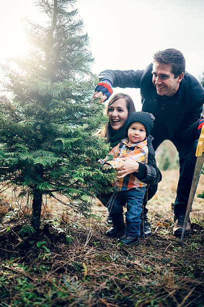 istock Christmas Tree Family at Tree Farm 527515877
