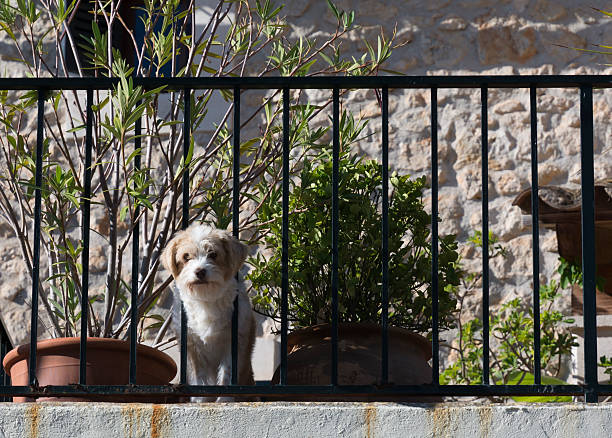 Cute and curious dog, maybe a terrier, on balcony. Mallorca, Balearic islands, Spain.
