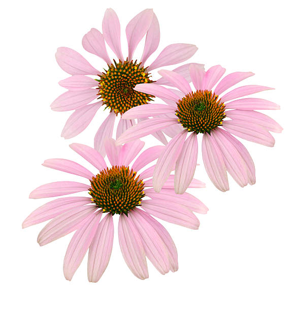 istock Blooming echinacea purpurea or coneflower 527516403
