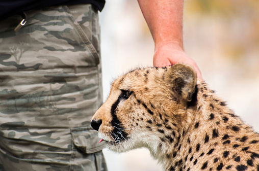 A tame cheetah as a pet is being stroked by a human.