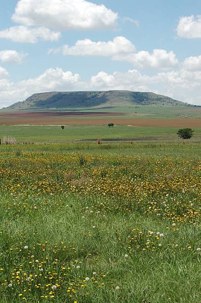 istock Drakensburg Daysies 527516471