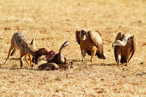 Masai Mara Jackal stock photo