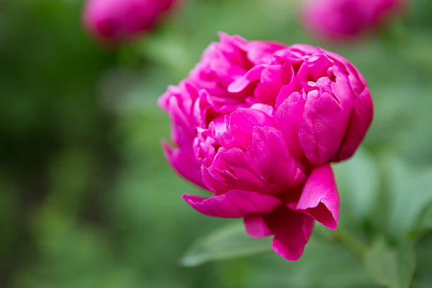istock peony flower outdoors 527517373