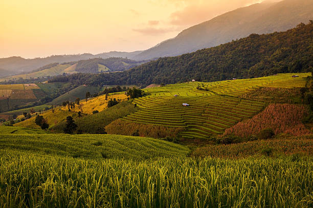 istock Hut in green terraced rice field during sunset at Chiangmai 527517947
